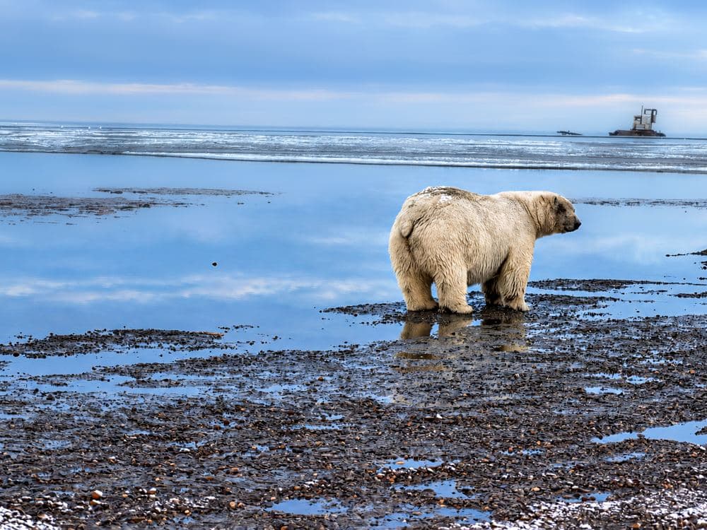 Single bear beside blue tidal water