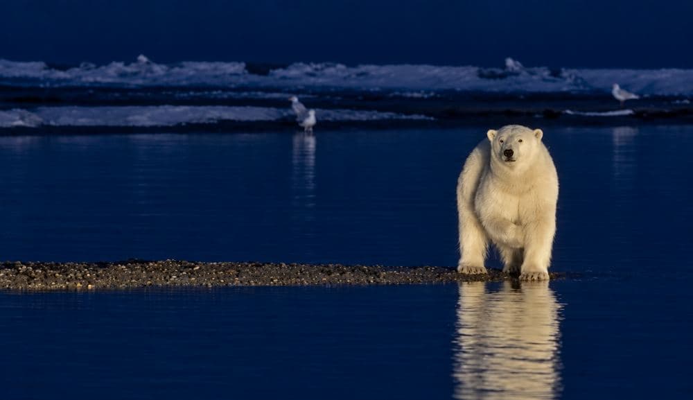 Front-facing bear with reflection in dark blue water