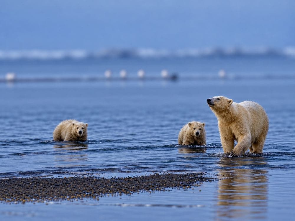 Adult bear and two cubs wading toward the camera