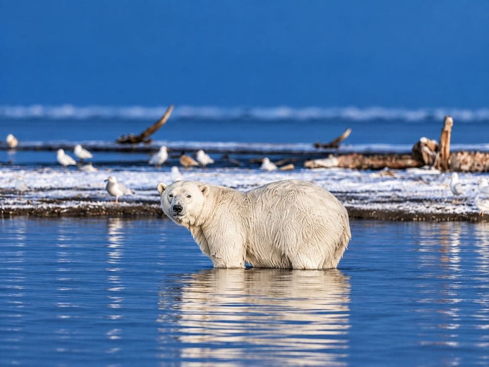 Bear looking back among gulls and shoreline remains