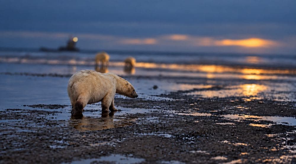 Foreground bear at sunset with two distant bears