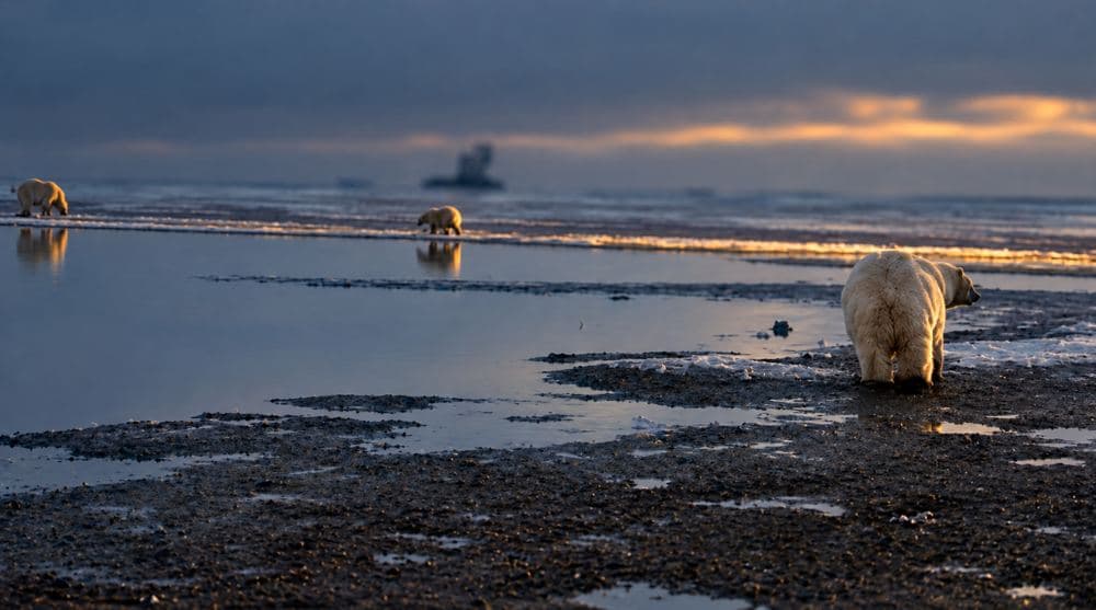 Three bears spread across sunset tidal flats