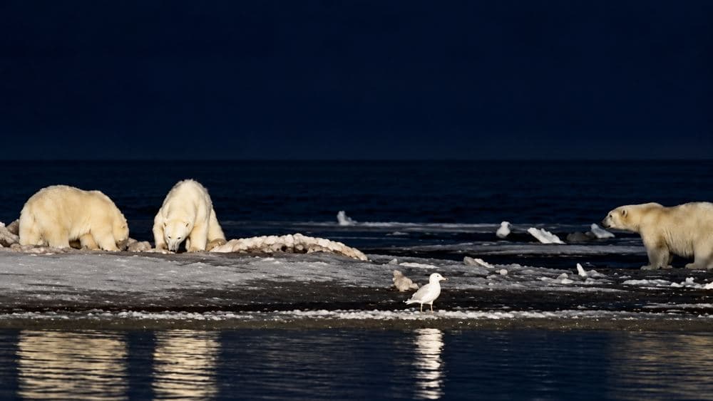 Three bears and a gull on a dark shoreline