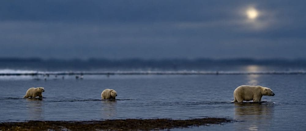Panoramic view of three bears crossing beneath a pale moon