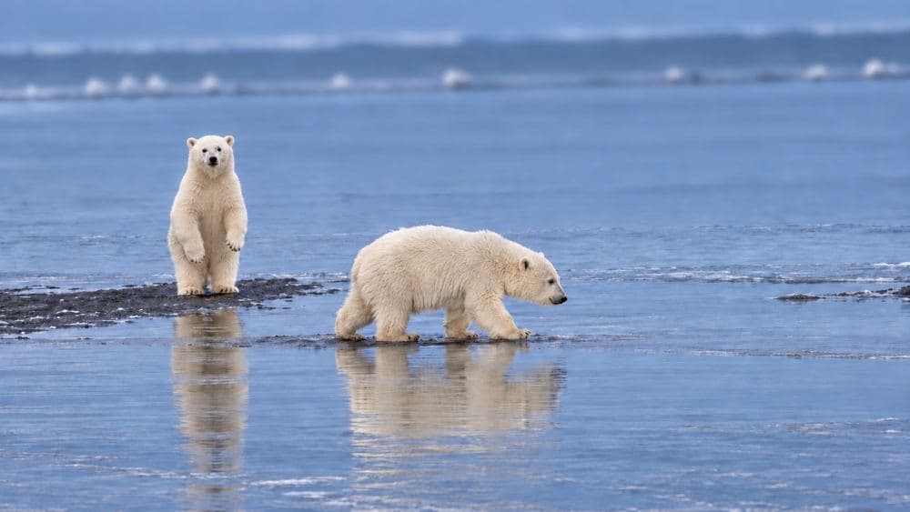 Two cubs: one standing upright and one walking