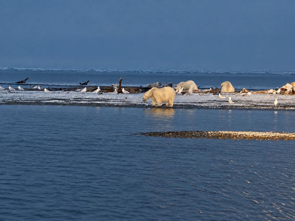 Wide shoreline scene with bears and gulls